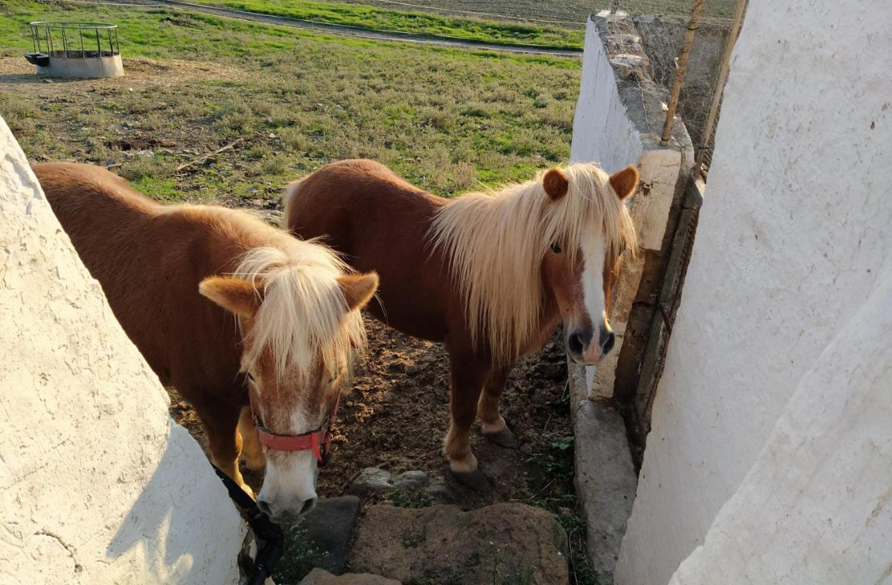Casa Rural Bini Aumaia เอสเมร์คาดัล ภายนอก รูปภาพ